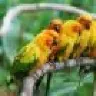 CRASH_CONURE