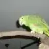 vasiana