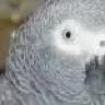 AfricanGreyLover