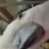 nellysmom
