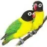 poppersparrots