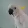 MyFriendOscar