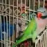 Ozzybirdie
