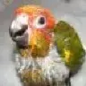 ChidoriSunConure