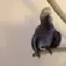 erictheviking