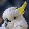 Cockatoo