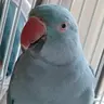 birdlover70