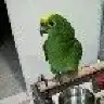 Gyparrot