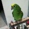 Gyparrot