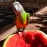 EclecticEclectus