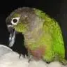 Greenguy