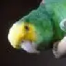 Parrotdise