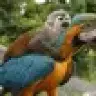 BirdmanG