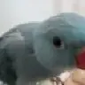 LadyCalypso