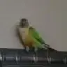 mariconure