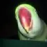 Ittibup