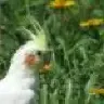Birdyotaku