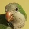 JJNg