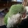 cheyrawr14