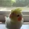 MagicBirdie