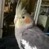 Arjiope