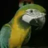 Macaw_nutty