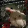 Peachybirdlove
