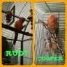 Birdmaggard