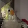 featherfluff
