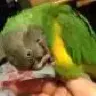 parrotlover1176