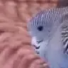 littlebudgie