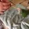 Nickilucas