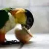 Curious_Caique