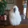 Cawbird