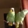 gremikbroof2amazons