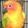 SolsDad