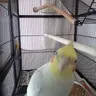 tassiemay