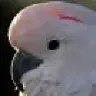 Paruula