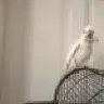 Finocolada
