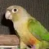 AmandaPandah