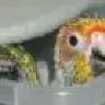 Ollietheconure