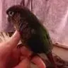 AlexTheGreenCheekConure