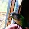 Destornis