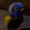 Syddakyd