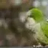 Circeybon