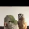 Caitiebird