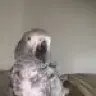 Greymama