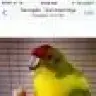 Robin_the_kakariki