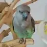 birdsftw