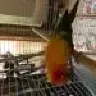 mangotheconure